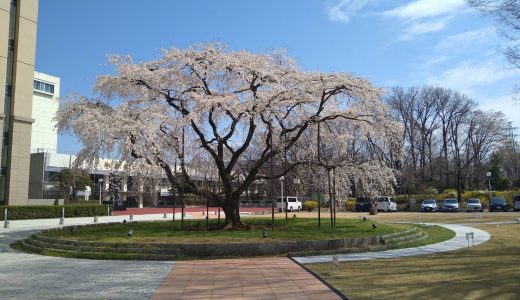 創価大学・女子短期大学卒業式への池田先生のメッセージ