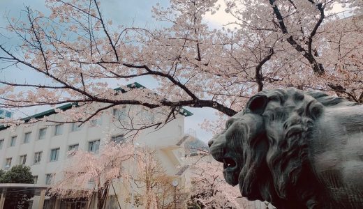 学園の自然 -桜-