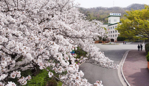 さくら便り2021〈関西学園〉