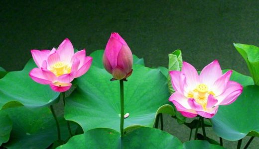 〈随筆「人間革命」光あれ〉未来のため　平和のために